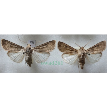 Agrotis segetum (Denis & Schiffermüller, 1775) pair Rolnica zbożówka Czech38j
